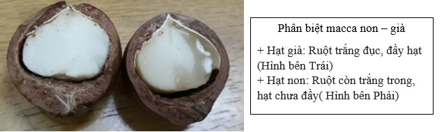 macca non già macca non già