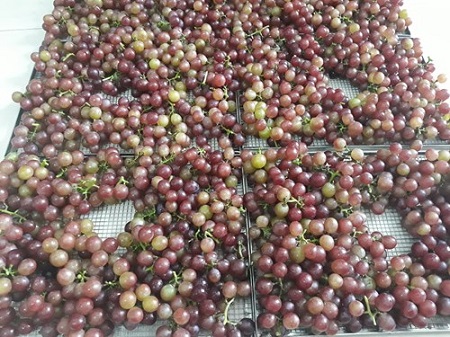 nho sấy khô