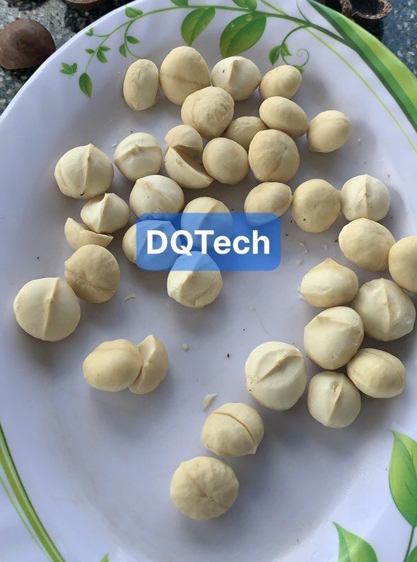 Hạt mắc ca sấy khô đáp ứng tiêu chí hàng loại 1